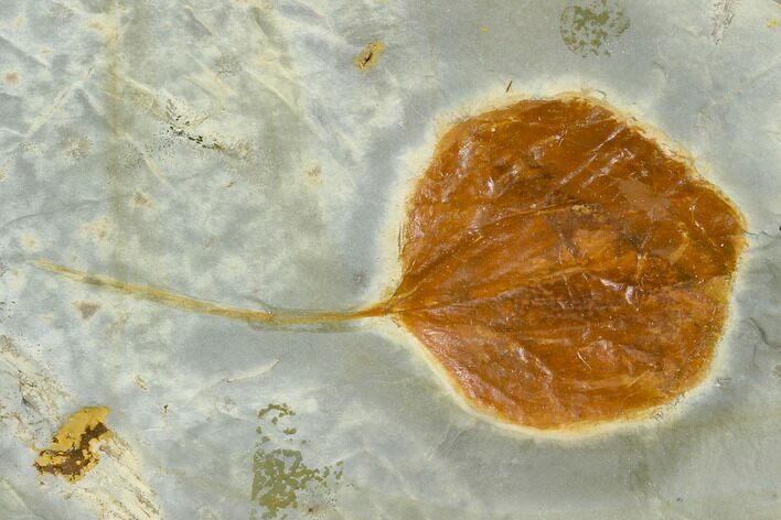 Fossil Leaf (Zizyphoides) - Montana #120776